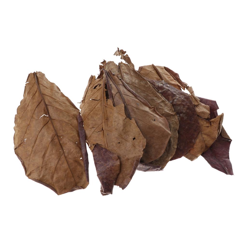 Fish Toy In Aquarium - Feuilles d'amande indienne marron pour aquariums