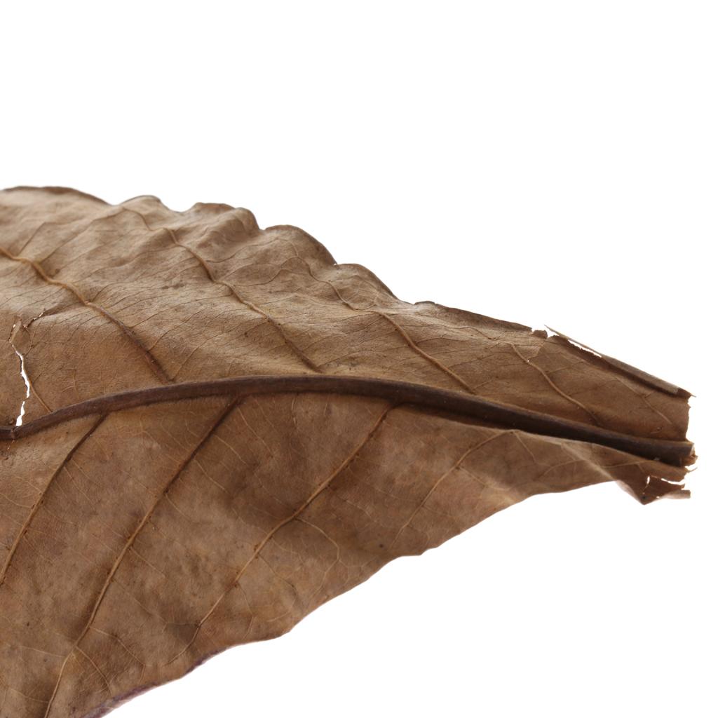 Feuilles d'amande indienne mar - Fish Toy In Aquarium avis et prix