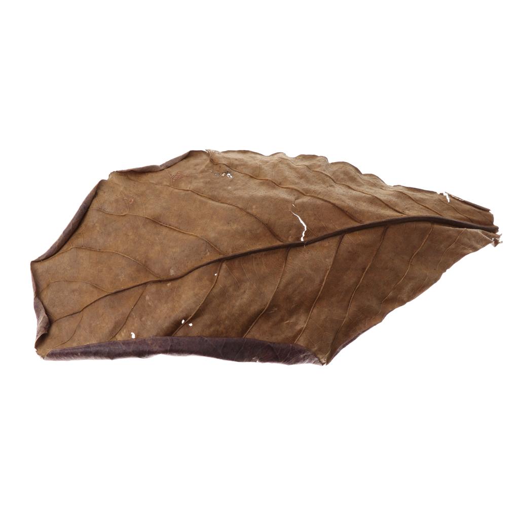 Feuilles d'amande indienne mar - Fish Toy In Aquarium avis et prix