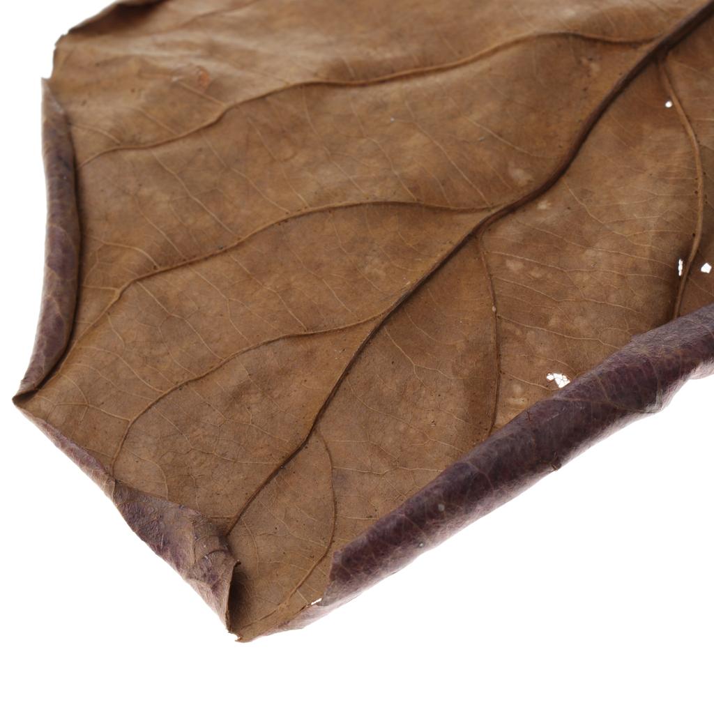 Feuilles d'amande indienne mar - Fish Toy In Aquarium avis et prix