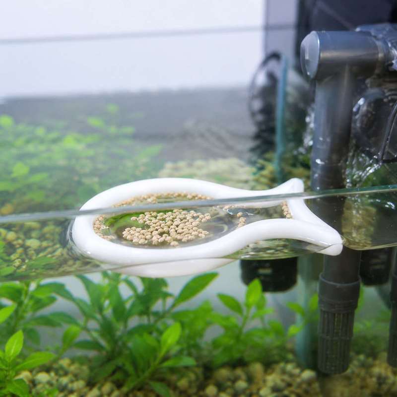 Anneau flottant en forme de po - Aquarium Fish Price avis et prix