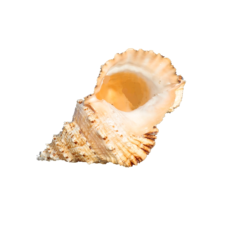 Grandes coquilles de chrysanth - Aquarium Fish Big avis et prix