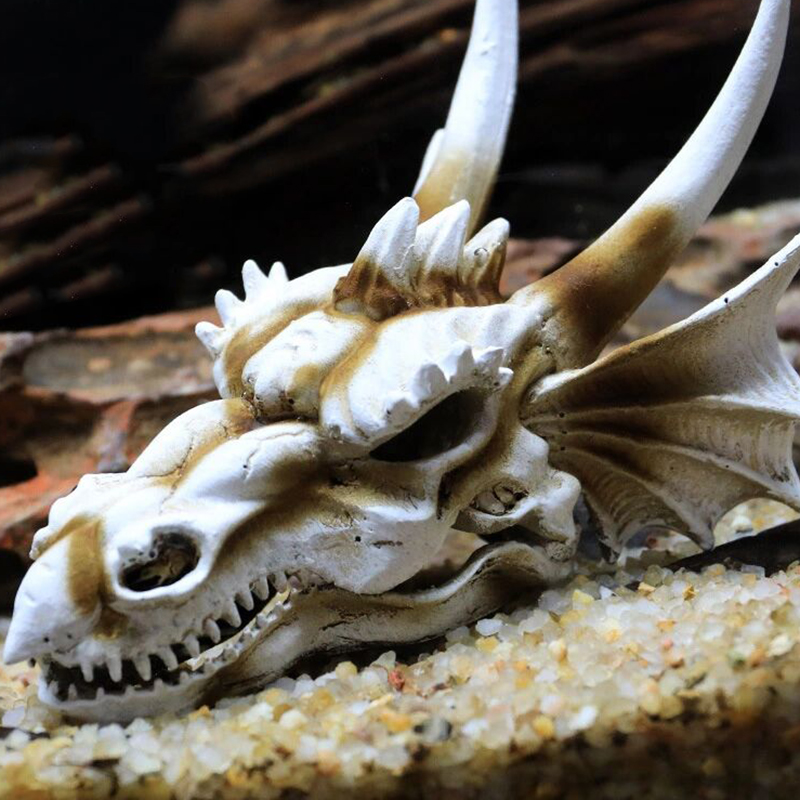 Tête de Dinosaure Précieux pou - Aquarium Fish Popular avis et prix